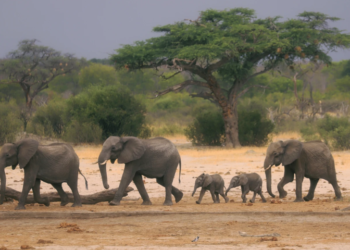 Zimbabwe and Namibia to cull wildlife to address drought-induced hunger