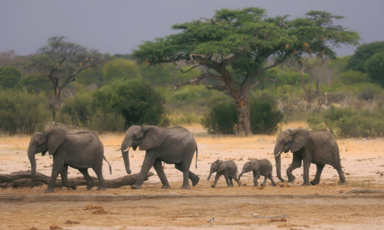 Zimbabwe and Namibia to cull wildlife to address drought-induced hunger