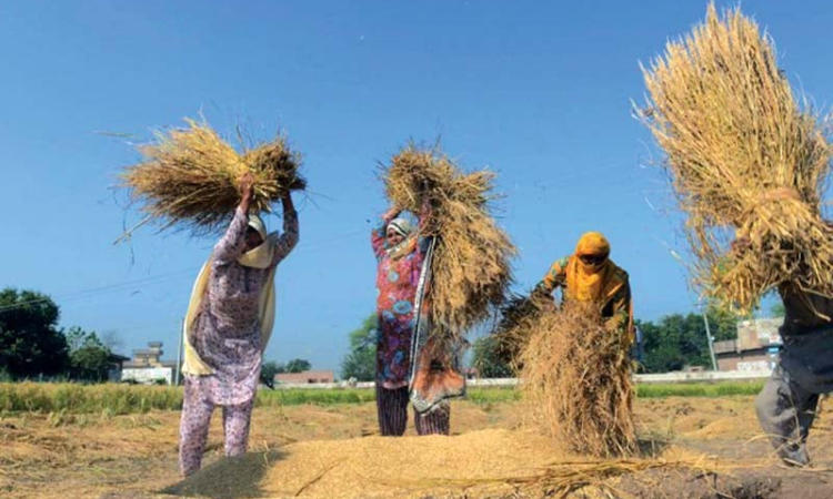 Maryam pays tribute to the strength, sacrifices, and tireless efforts of Punjab's rural women.