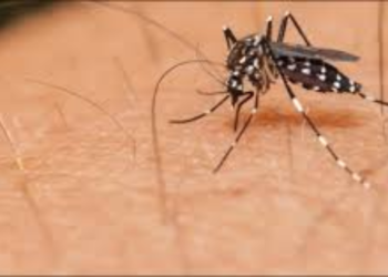 Surge in Dengue Cases Continues in Islamabad