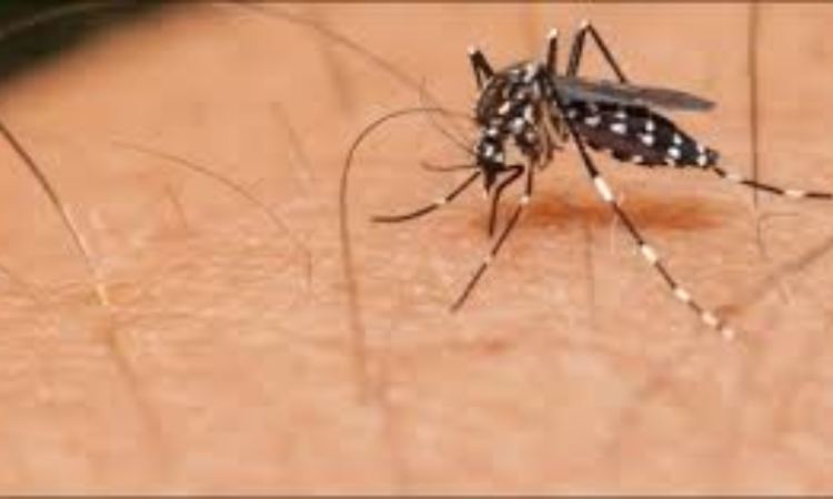 Surge in Dengue Cases Continues in Islamabad