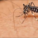 Surge in Dengue Cases Continues in Islamabad