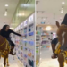 Saudi woman shops on horseback to promote Equestrianism