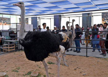 Pakistan's largest livestock exhibition in Karachi draws over 1.2 million visitors