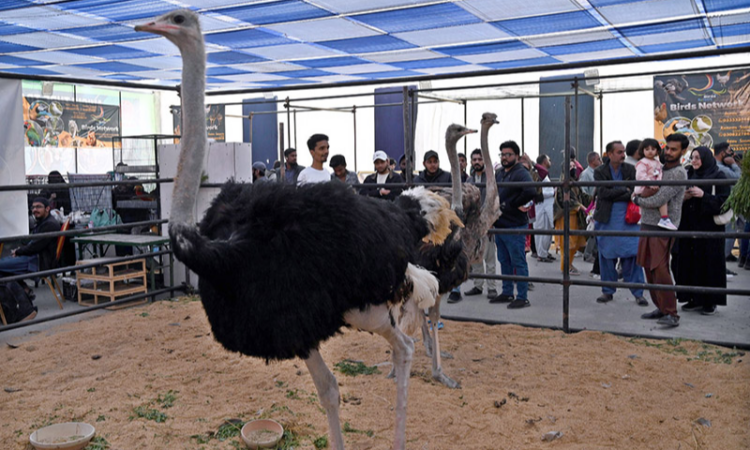 Pakistan's largest livestock exhibition in Karachi draws over 1.2 million visitors