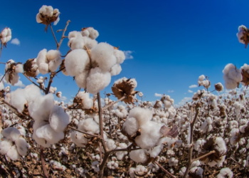 Pakistan’s cotton arrivals plunge 34% amid production challenges