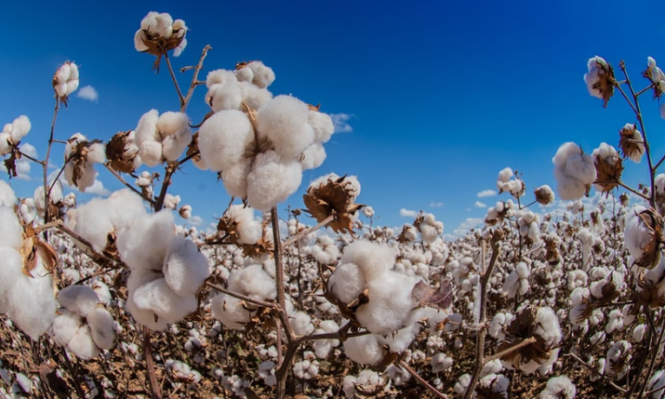 Pakistan’s cotton arrivals plunge 34% amid production challenges