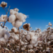 Pakistan’s cotton arrivals plunge 34% amid production challenges