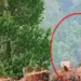 India raises white flag after Pakistan’s fierce counterattack