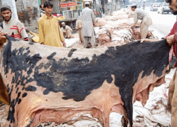 Punjab issues advisory on offal disposal and banned groups ahead of Eidul Azha