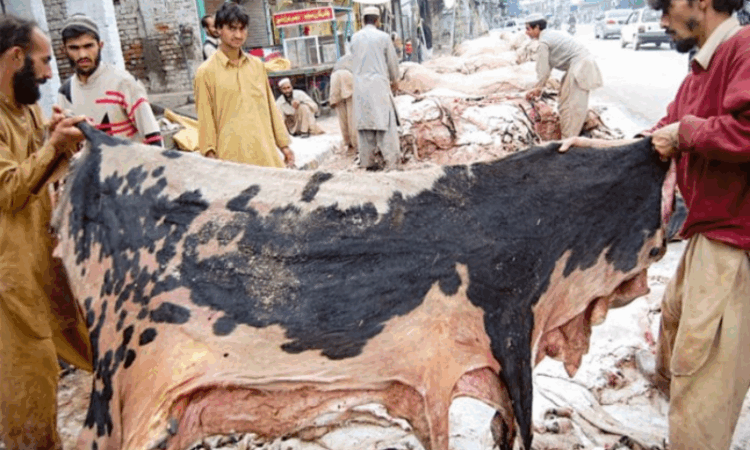 Punjab issues advisory on offal disposal and banned groups ahead of Eidul Azha