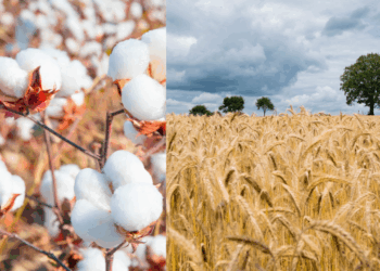Farmers threaten to halt Wheat and Cotton cultivation over rising costs