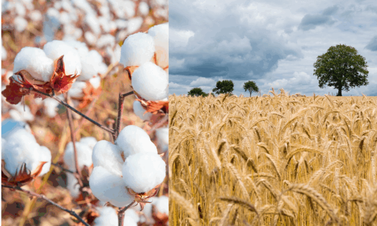 Farmers threaten to halt Wheat and Cotton cultivation over rising costs