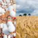 Farmers threaten to halt Wheat and Cotton cultivation over rising costs