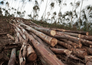 Experts warn of critical tipping point as Pakistan’s forest cover shrinks 18%