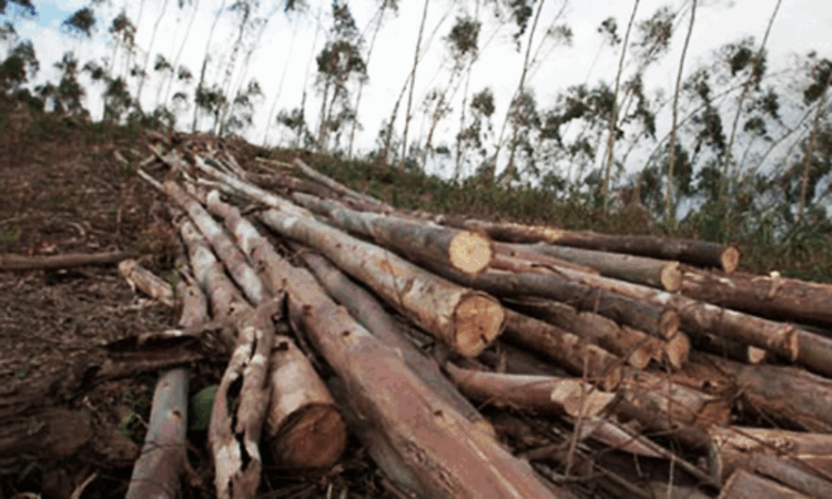 Experts warn of critical tipping point as Pakistan’s forest cover shrinks 18%