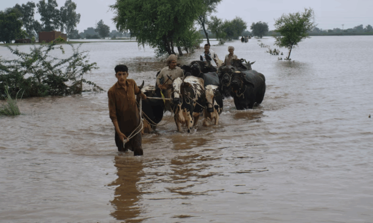 Punjab battles worst floods in decades; millions displaced