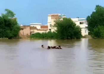 Multan police order evacuation of Jalalpur Pirwala as Chenab flood threat rises