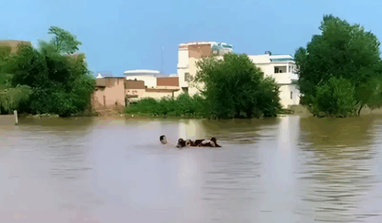 Multan police order evacuation of Jalalpur Pirwala as Chenab flood threat rises