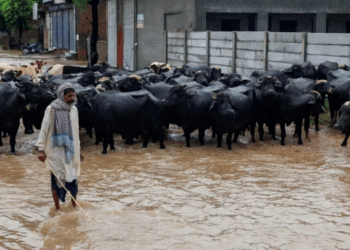 WFP report reveals devastating impact of floods across Pakistan