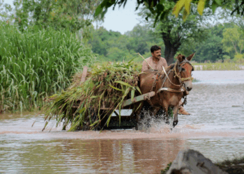 72 tehsils in 27 districts declared disaster-affected: PDMA Punjab
