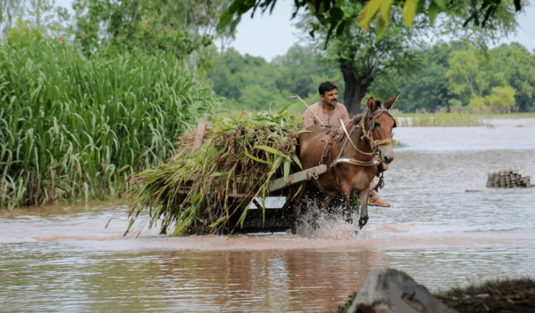 72 tehsils in 27 districts declared disaster-affected: PDMA Punjab
