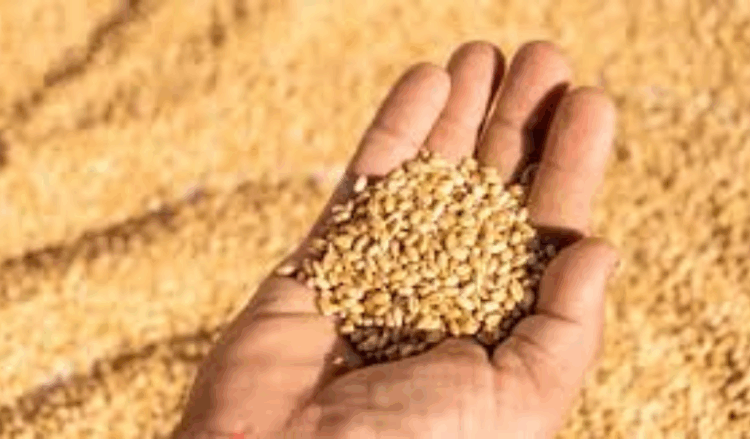 Sindh urges Centre to announce wheat support price amid farmer distress