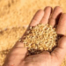 Sindh urges Centre to announce wheat support price amid farmer distress
