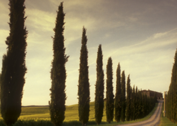 From personal loss to public action: how one student’s tragedy sparked a movement against extremism