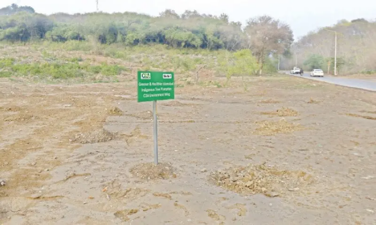 Parliamentary committee raises alarm over tree cutting in Islamabad, demands accountability