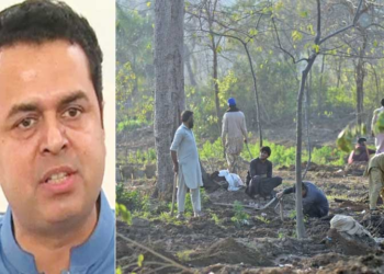 Tree-cutting drive in Islamabad divides ruling allies, sent to NA environment committee