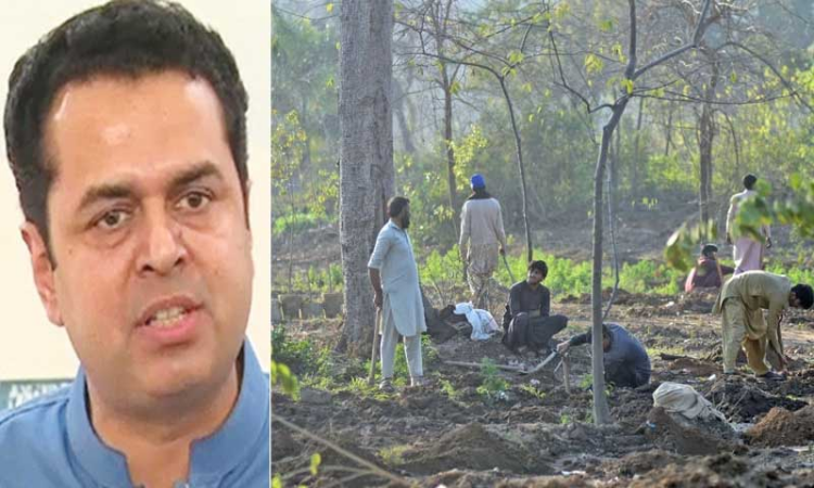 Tree-cutting drive in Islamabad divides ruling allies, sent to NA environment committee