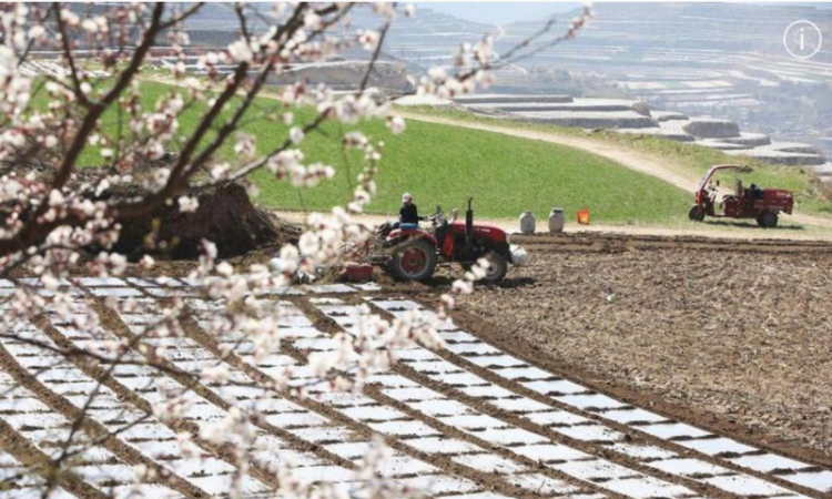 Digital tide breathes new life into NW China spring farming