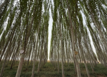 From Taklimakan to Thar: lessons in combating desertification