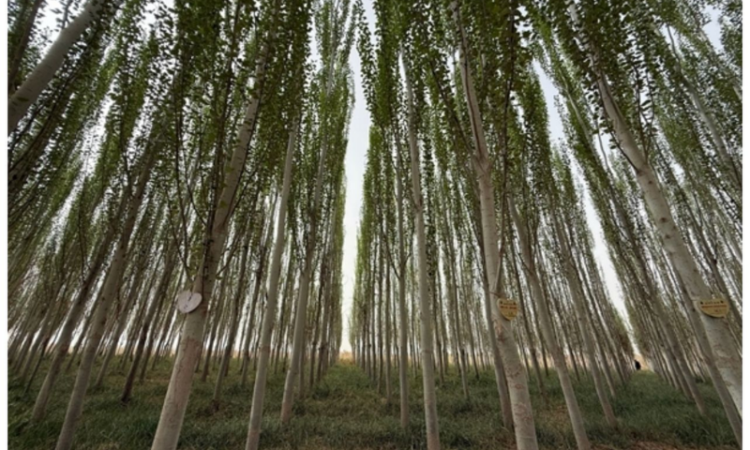 From Taklimakan to Thar: lessons in combating desertification