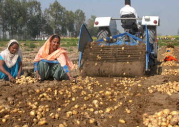 NA panel warns of agricultural crisis amid potato losses, export policy delays