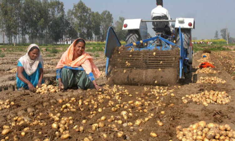 NA panel warns of agricultural crisis amid potato losses, export policy delays