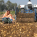 NA panel warns of agricultural crisis amid potato losses, export policy delays