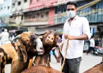 India imposes fresh restrictions on Eid-ul-Adha animal sacrifice ahead of festival