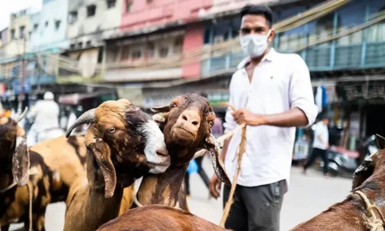 India imposes fresh restrictions on Eid-ul-Adha animal sacrifice ahead of festival