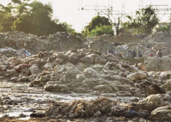 Punjab govt announces rs50,000 fine for dumping animal waste during Eid ul Adha