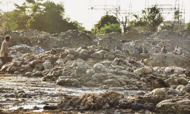 Punjab govt announces rs50,000 fine for dumping animal waste during Eid ul Adha