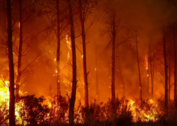 PM Shehbaz expresses solidarity with Spain over devastating wildfires